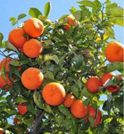 Orange Tree - কমলা গাছ